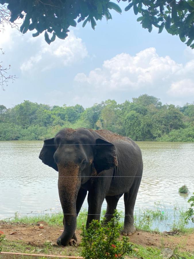 Royal Nest Bed & Breakfast Polonnaruwa Bagian luar foto